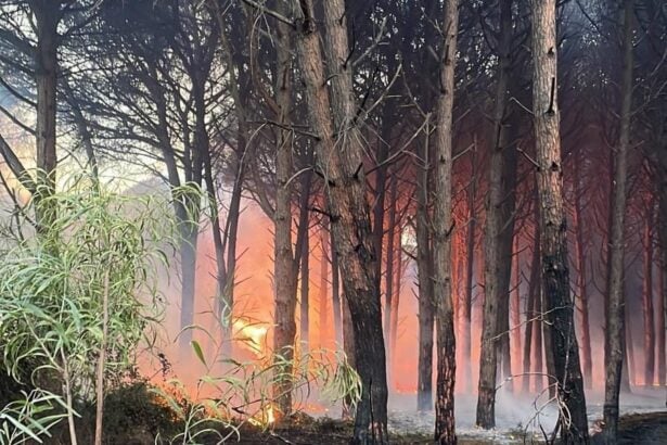 incendio-pineta-e1692608070603-615x410